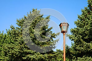 Street Lamp among large Fir Trees against Sunny Blue Sky