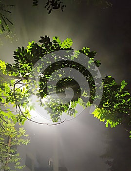 Street lamp lighting the leaves of a tree in foggy night.