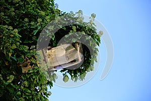 Street lamp overgrown by ivy with blue sky