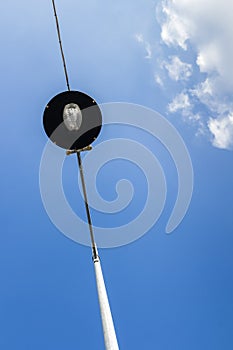 Street lamp suspended