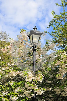 Street lamppost among flowering trees