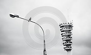 Street lantern with crow on it, stadium floodlight mast behind