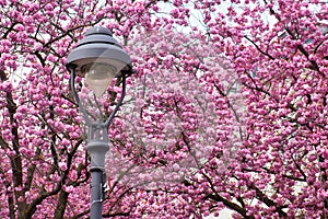 Street light in front of cherry blossoms