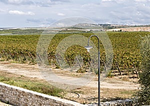 An street light with grapevines in the background at the Tomaresca Tenuta Bocca di Lupo