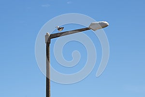 Street light pole with a seagull standing on top