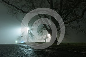 Street lights, glaring through the branches of trees next to a road on a dark, moody, foggy, winters night