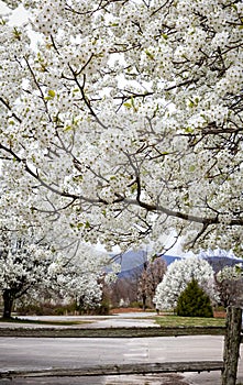 Street lined with spring blooming Apple blossoms