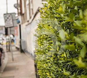 A street in London, the hedge.