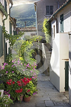 Street in Marciana town with flowering plants photo