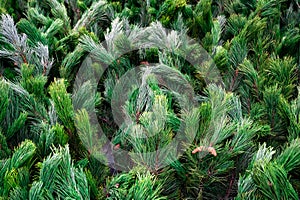 Street market of festive Christmas trees. Pines and fir for the new year in December.