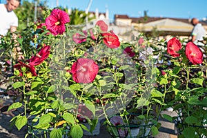 Street market flower plant Padova