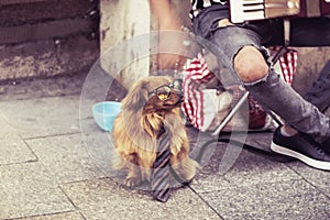 Street musician, busker with dog in glasses and tie in Krakow, Poland