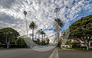 Street with Palm Trees in Beverly Hills - Los Angeles, California, USA