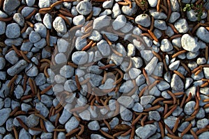 Street with pebbles