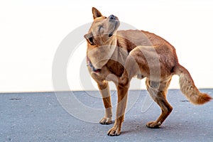 A street photo of a brown dog scratching his neck on the side of the street.