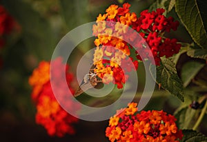 Red and yellow flower