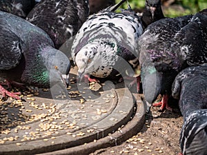 street pigeons peck grain from the sewer hatch. color