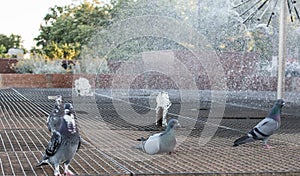 Street pigeons under the fountain, pigeons near the water, fountain
