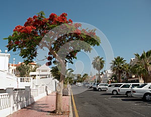 Street of Playa de las Americas