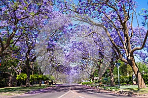 Street in Pretoria with Jacaranda trees