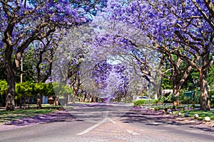 Street in Pretoria lined with Jacaranda trees