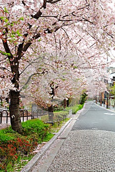 Street of Sakura trees