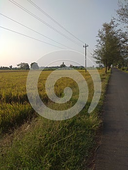 street savana blue pinus sky