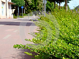 Street scene. bright green privet honeysuckle shrub along paved concrete sidewalk