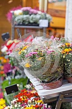 Street show-window of flower shop