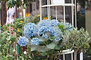 Street show-window of flower shop