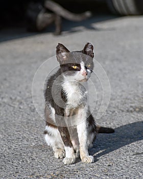 Street sick black and white cat portrait