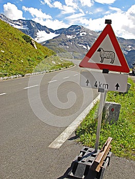 Street sign with sheep