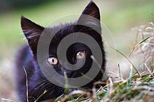 Street small black kitten with yellow sad eyes sitting in green grass