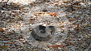 Street stray cats. A vagrant cat is sitting on the leaves and looking at the camera