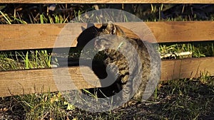 A street striped cat sits by the fence and basks in the sun. The life of cats outside the city, in the country.