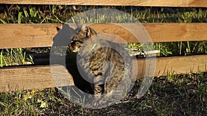 A street striped cat sits by the fence and basks in the sun. The life of cats outside the city, in the country.