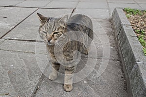 Street tabby cat