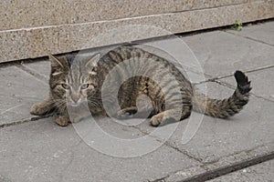 Street tabby cat