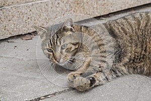 Street tabby cat