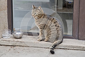 Street tabby cat