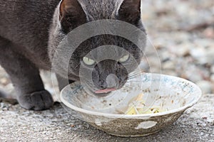 A street thoroughbred cat eats from a bowl