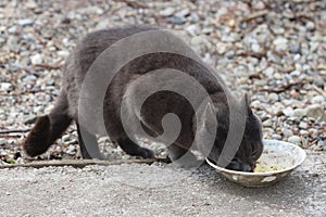 A street thoroughbred cat eats from a bowl