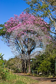 Street and the tree