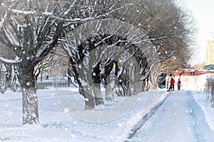 Street tree wood pedestrian winter