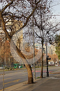 Street trees with dry leaves by cold weather in urban apartment buildings area