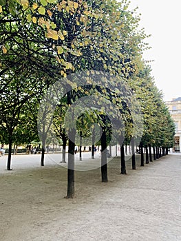 Street trees in the park and blue sky