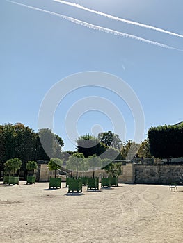 Street trees in the park and blue sky