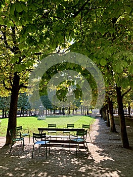 Street trees in the park and blue sky