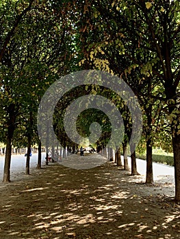 Street trees in the park and blue sky