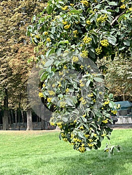 Street trees in the park and blue sky